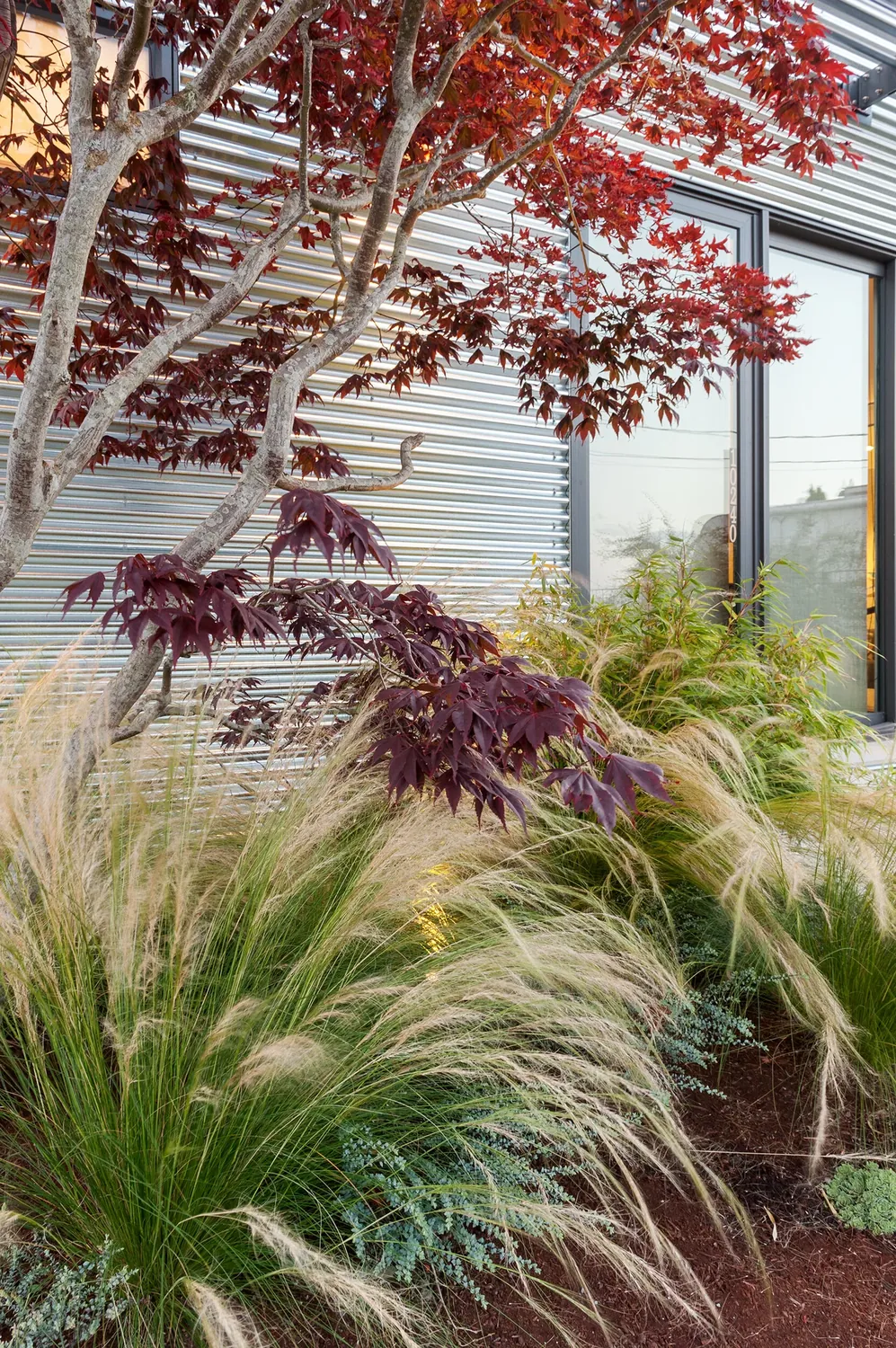 Ornamental grasses in a landscape project by Biophilia Design Collective